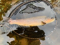 Brown Trout from Beat F