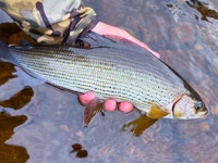 Grayling