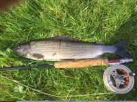 Grayling