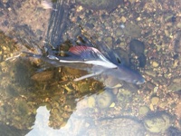 Grayling