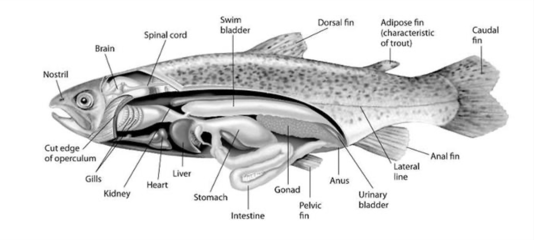 location of vital organs on a trout